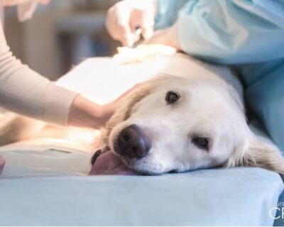 castracao-de-caes-cursos-cpt