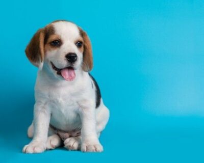 cuidados-filhote-de-cachorro